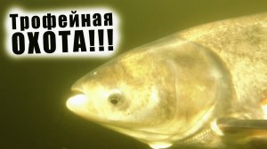 ПОПАЛ В ОГРОМНУЮ СТАЮ ТОЛСТОЛОБИКА!!! ТРОФЕЙНАЯ ПОДВОДНАЯ ОХОТА НА ДЕСНОГОРСКОМ ВОДОХРАНИЛИЩЕ!!!