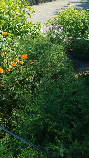 1000080192.mp4цветник