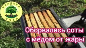 Оборвались соты с мёдом от жары
