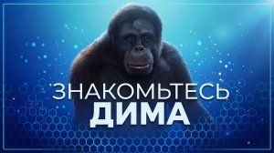 Обезьяна Дима полез спасать принцессу… Но что его ждало наверху 😂16+
