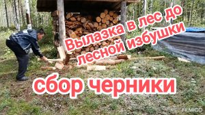 Вылазка в лес до избы. Сбор черники.