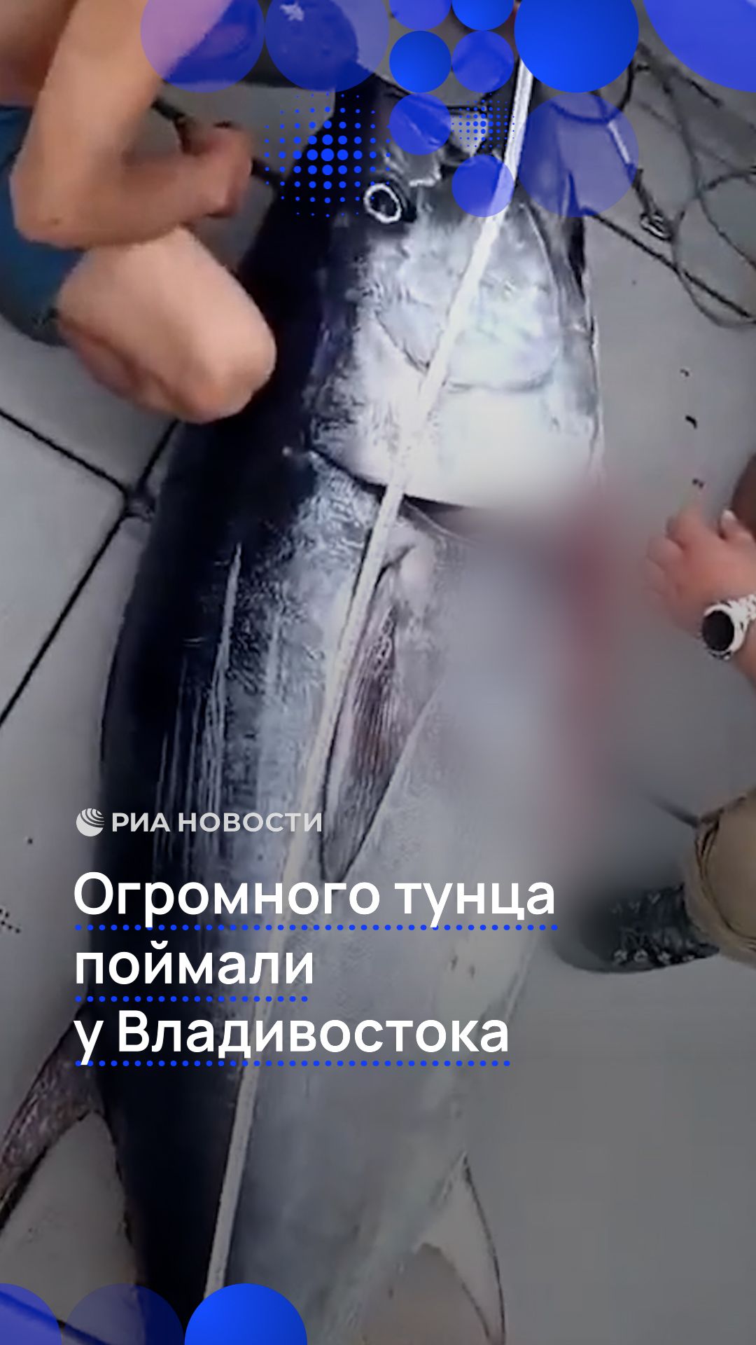 Огромного тунца поймали у Владивостока