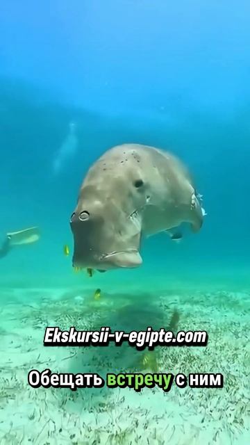 Абу-Даббаб без сказок: пять часов дороги ради дюгоня?
