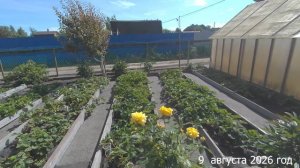 7 соток. Отличный урожай с огорода и из леса. Хроника 9 августа 2026 год