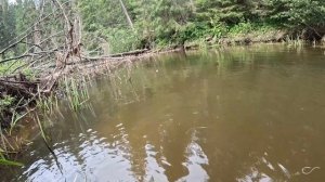 Tenkara Daiwa DSG