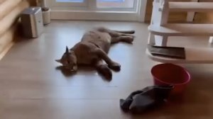 Как правильно мыть пуму в домашних условиях.. 🙀