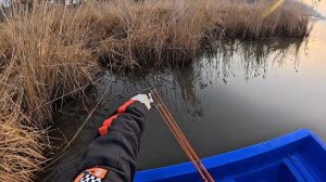 Настрелял сазанов на рогатку. #fishing #рыбалка