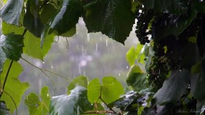 ☔️ УСПОКАИВАЮЩИЙ ШУМ ДОЖДЯ ДЛЯ СНА ✨ РАССЛАБЛЯЮЩИЙ ЗВУК ДОЖДЯ ✨ СИЛЬНЫЙ ДОЖДЬ ✨ ЛИВЕНЬ ДЛЯ СНА