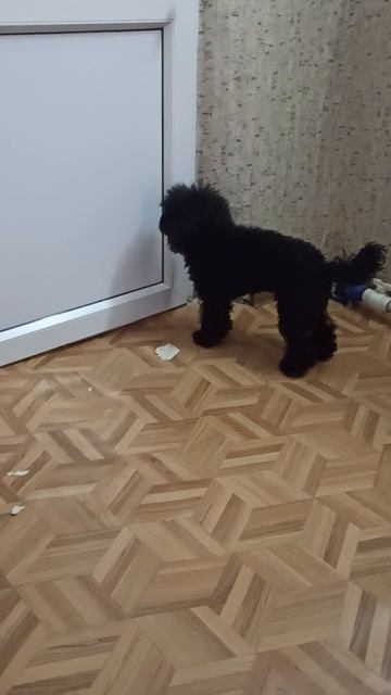Собака Айза рвёт обои. Той Пудель.