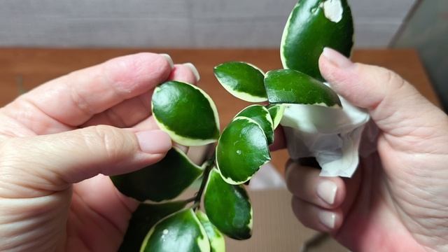 Моя дорогая хойя. Подарок на день рождения