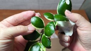 Моя дорогая хойя. Подарок на день рождения