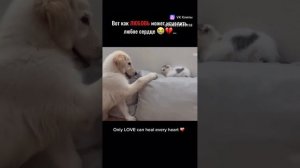 Котик и щенок