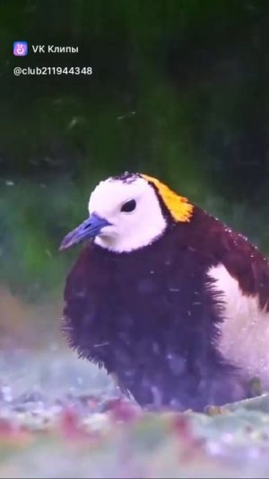 A little bit about birds 🐦