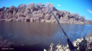 Вечерний клев на фидер🎣 Прикормка Жмых-Дробленка. Наживка навозный червь🪱 Кукуруза🌽