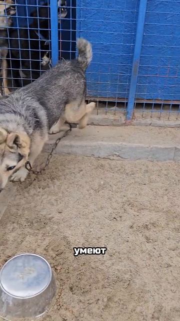 Сила любви бездомных животных | Секрет счастья, о котором знают только приютские хвостики