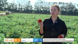 На вкус и цвет: агроном объяснила, как правильно выбирать томаты