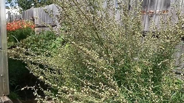 Полынь трава!❤️ Ценное лекарственное растение 💥❤️