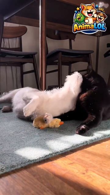 VID_20260810_014736_165.mp4