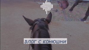 Утро на конюшне: тренируюсь на заре — влог из мира лошадей