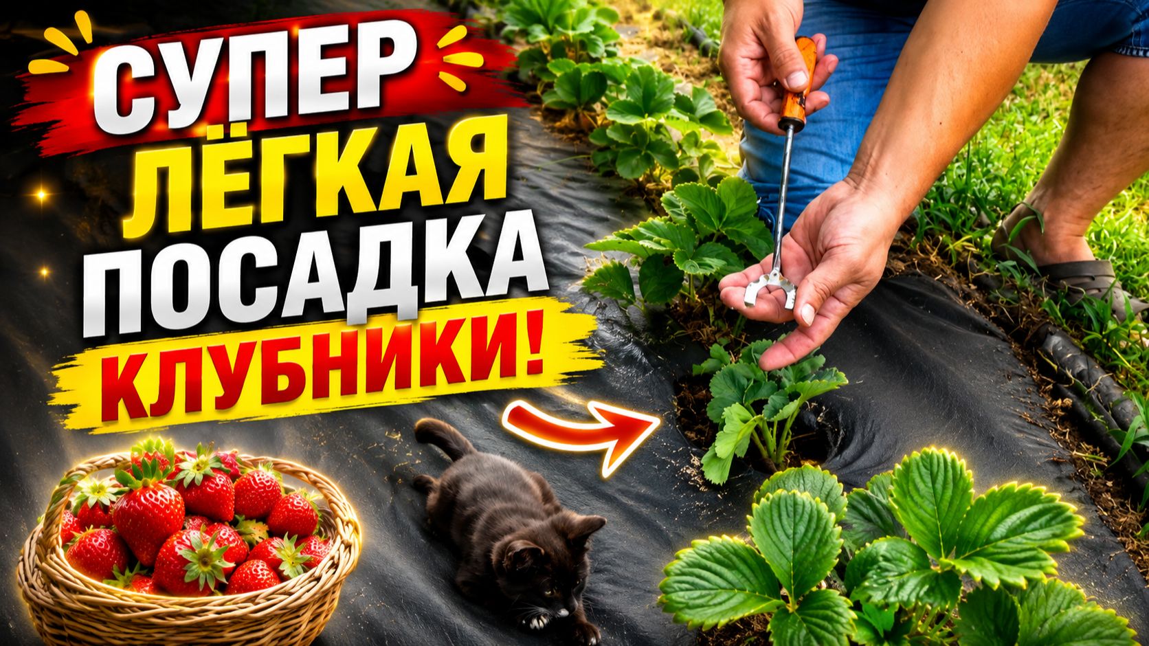 СУПЕР ЛЁГКАЯ ПОСАДКА КЛУБНИКИ! Теперь Вы всегда будете садить клубнику только так!