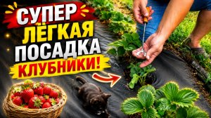 СУПЕР ЛЁГКАЯ ПОСАДКА КЛУБНИКИ! Теперь Вы всегда будете садить клубнику только так!