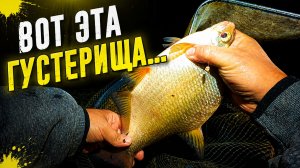 Рыбалка с ночевкой на реке Дон в конце июля. Ловля Крупной Густеры на Фидер.