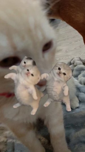 мой кот