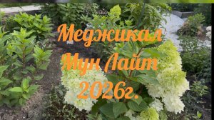 Меджикал Мун Лайт, 2026г