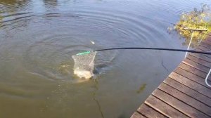 Утро на водоёме