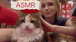 АСМР с Котом 🐈 Мурлыканье, Массаж ❤️ ASMR with a Cat 💛 Purring, Massage