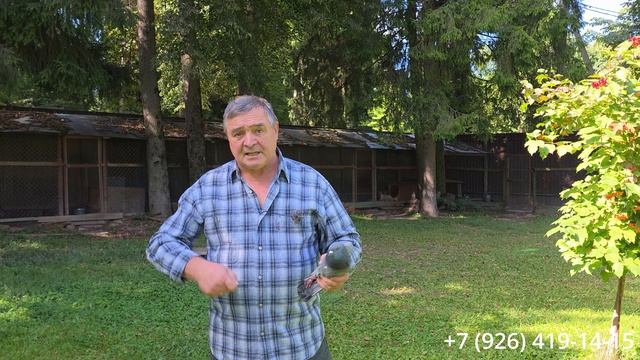 Почему собака боится выстрела