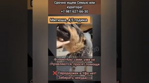 СРОЧНЫЙ ВЫВОЗ С ОТЛОВА УФЫ‼️Митюша уезжает в Москву в семью 12 августа🙏Помогите, пожалуйста