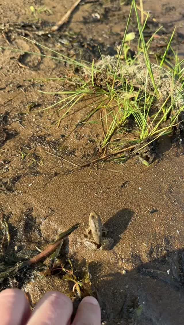 Лягушата🐸