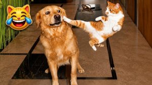 😅 Подборка забавных неудач с домашними животными 🐶🐱✨ Кошки и собаки 2026. Смешные видео