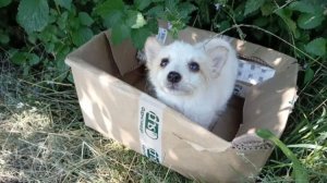 Кукла выброшена