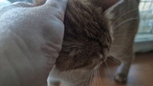 РЫЖАЯ КОШЕЧКА МИССИ🥰💖💯