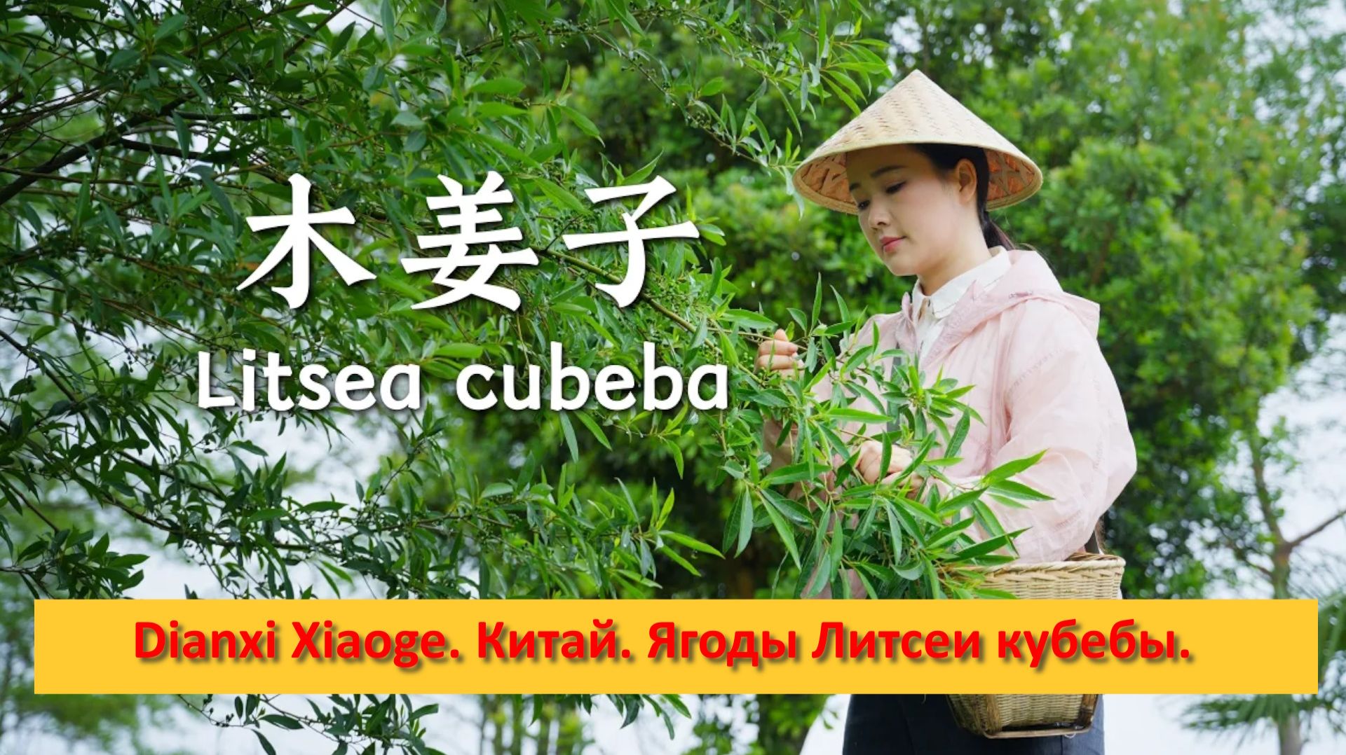 Dianxi Xiaoge. Китай. Ягоды Литсеи кубебы.