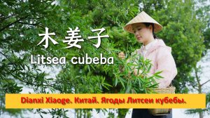 Dianxi Xiaoge. Китай. Ягоды Литсеи кубебы.