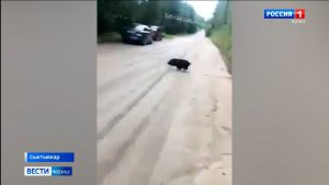 В сыктывкарском местечке Яг-Кар к людям вышли дикие кабаны