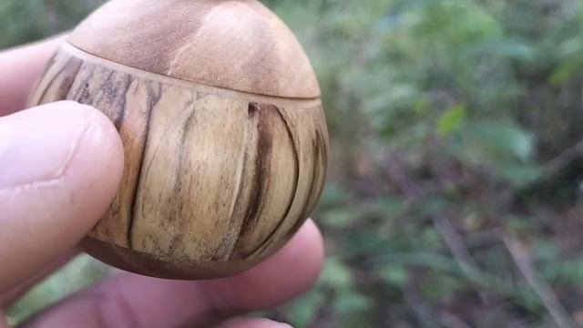 Шкатулка в августовском лесу с березкой