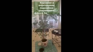 Корневая и внекорнивая подкормка комнатных растений биогумусом