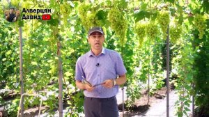 План работ на винограднике - АВГУСТ 2025 (01.08.2025) Видеоблог Давида Алверцяна