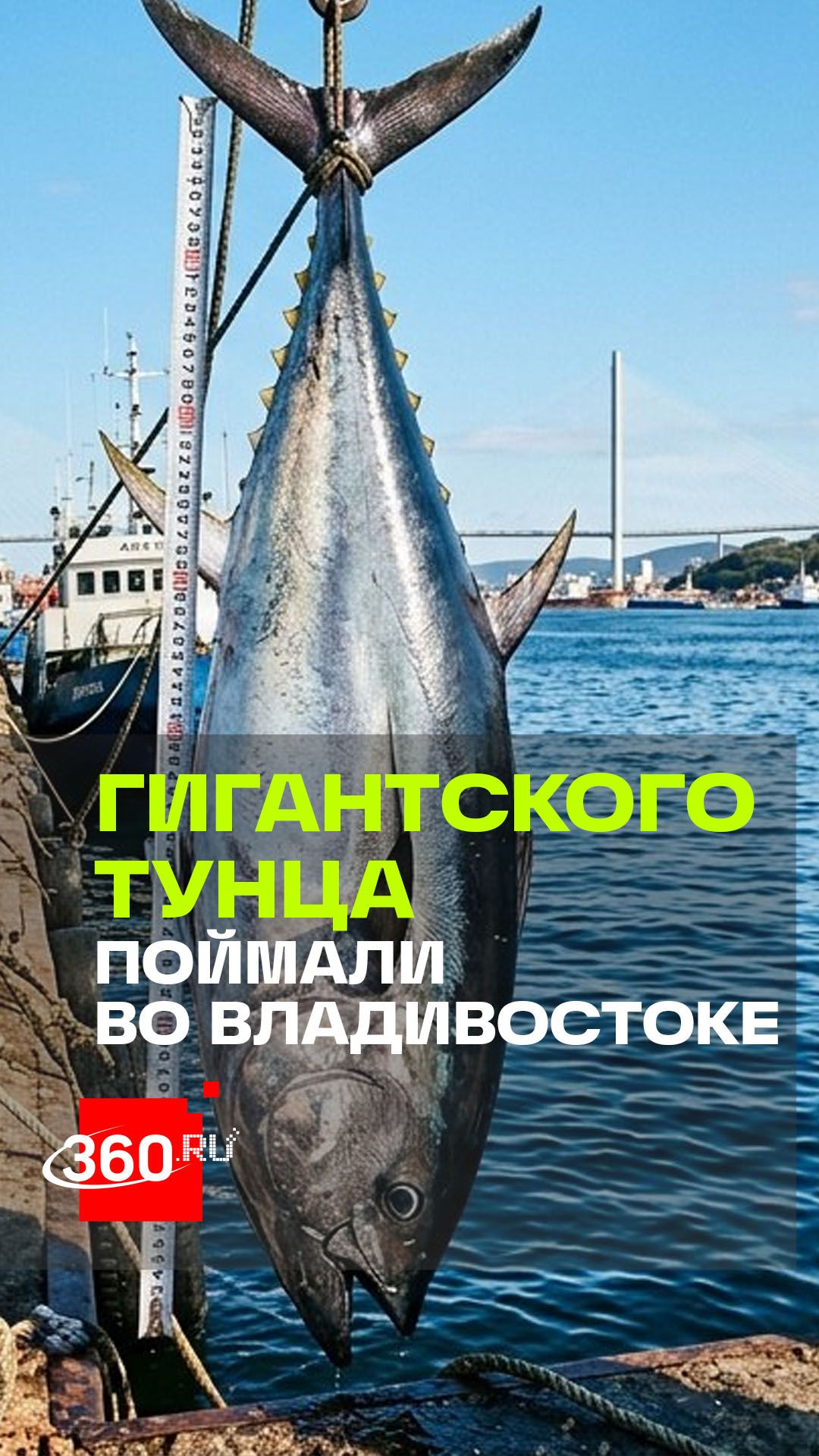 Вот это улов! Тунца-гиганта длиной более двух метров поймали во Владивостоке
