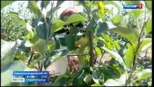 «Вести. Ставропольский край» 08.08.2026 (8.00)
