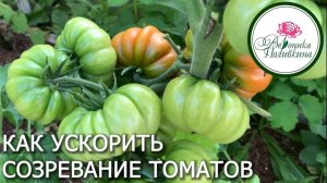Как получить красные томаты раньше срока. Все методы