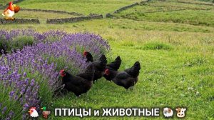 Сельские мотивы 🐏🐓🐇 Видео для души и радости 🌞 (66)
