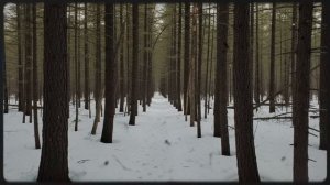 ТАКОГО АБСУРДА ТЫ ЕЩЕ НЕ ВИДЕЛ. Дикая история из тайги, которая изменит всё .