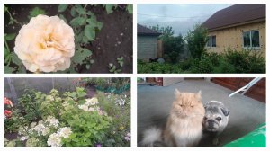 МОЙ ЗАГОРОДНЫЙ ДОМ И САД НА РАССВЕТЕ/РАСЦВЕЛА🌹И ГОРТЕНЗИИ/МОРОЖЕНОЕ🍦ЛЮБЯТ ВСЕ