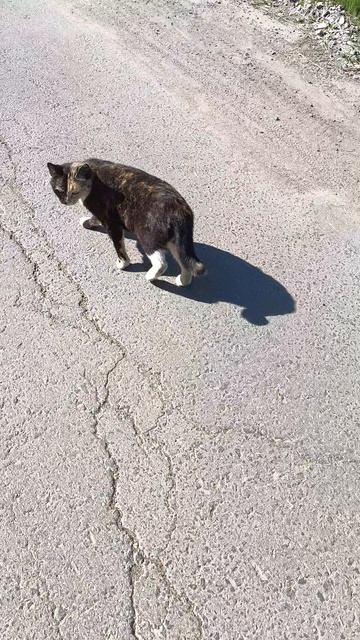 Просто киса😺