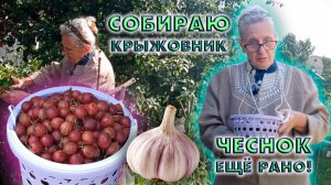 СОБИРАЮ КРЫЖОВНИК